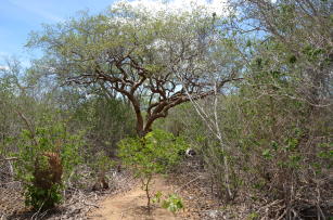 Image of Estratégias para recuperação de áreas degradadas por atividades de exploração e produção de petróleo no bioma Caatinga