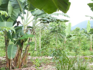 Imagem de Racionalização do uso da mão de obra em sistemas agroflorestais com o uso sustentável da Reserva Legal na agricultura familiar