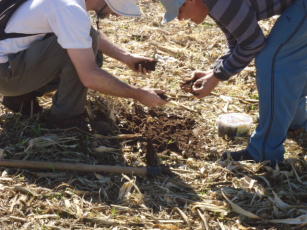 Imagem de Contribuição do manejo do solo e da biomassa em sistemas orgânicos de produção para o fortalecimento da economia verde no Brasil