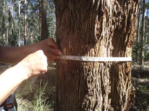 Imagem de Estoques de carbono na biomassa arbórea e no solo e estabilização da matéria orgânica do solo em plantios de restauração ecológica da Floresta Atlântica de baixada, no estado do Rio de Janeiro