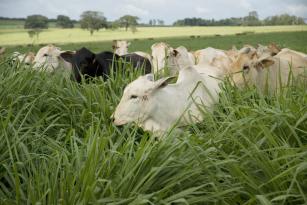 Imagem de Bifequali - technology transfer for beef cattle