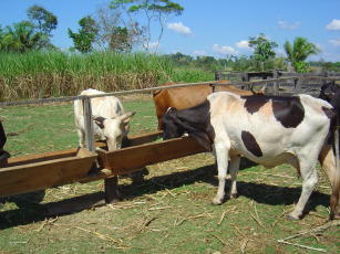 Image of Descarte técnico de vacas leiteiras