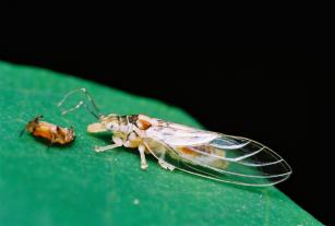 Imagem de Management and biodiversity of Psylloidea (Insecta, Hemiptera) in integrated agro-forestry system and citrus crops in Brazil.