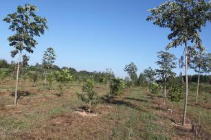 Imagem de Forest restoration of degraded areas as production systems in Legal Reserves in the Amazon/Cerrado buffer zone and in the Cerrado.