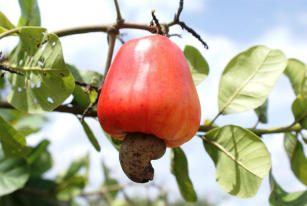 Imagem de Cashew – Value-added safe foods