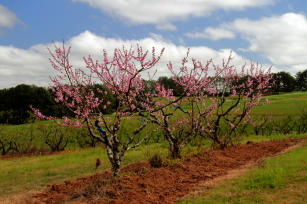 Image of Produção rápida de mudas de pessegueiro