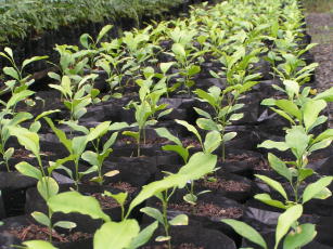 Image of Rootstock BRS Sunki Tropical