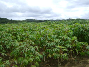 Imagem de Genebanks of roots and tubers