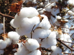 Image of White Cotton - BRS 433FL B2RF