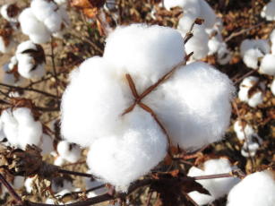 Imagem de Desenvolvimento de cultivares e linhagens de algodoeiro geneticamente modificadas