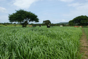 Imagem de Techniques for the restoration of degraded pastures in the Amazon region