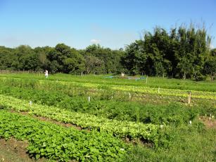 Image of Organic vegetable cultivation