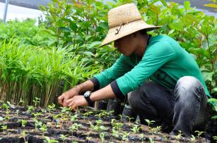 Imagem de Agroforestry systems for environmental production and recovery in the Amazon