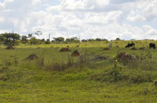 Imagem de Uso de topsoil florestal como fonte de microrganismos simbiontes de espécies arbóreas da Mata Atlântica na recuperação de áreas degradadas