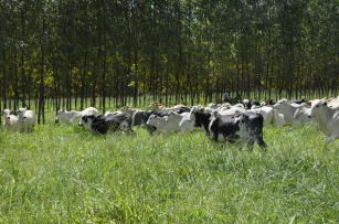 Imagem de Integração lavoura-pecuária-floresta (ILPF)