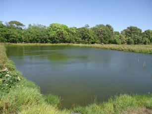 Imagem de Ações estruturantes e inovação para o fortalecimento das cadeias produtivas da Aquicultura no Brasil