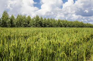 Imagem de Estado-da-arte da agricultura e pecuária do Estado do Tocantins