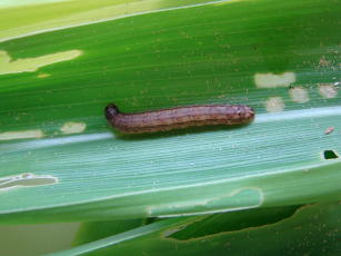 Imagem de Vespa Trichogramma spp. para controle biológico da lagarta-do-cartucho (Spodoptera frugiperda)