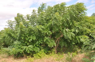 Imagem de Produção de sementes de leguminosas arbóreas nativas com qualidade genética para restauração ambiental da Mata Atlântica