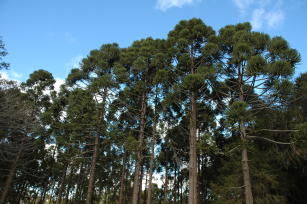 Image of SIS Araucária - Sistema para manejo de plantações de Araucária