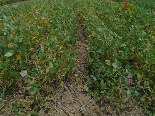 Image of Soybean intercropping with forage grasses to reform degraded pastures