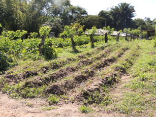 Imagem de Soluções tecnológicas para otimização do uso de resíduos e biomassa como insumo para fertilidade do solo em sistemas orgânicos de produção