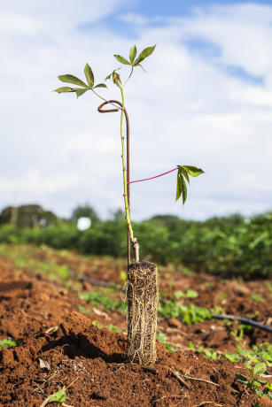 Imagem de Network for Multiplication and Transference of Cassava's Propagative Material with High Genetic and Phytosanitary Standards to Semi-Arid Brazilian Citizenship Territories within 'Brasil Sem Miséria' Plan (Brazil Without Misery Plan)