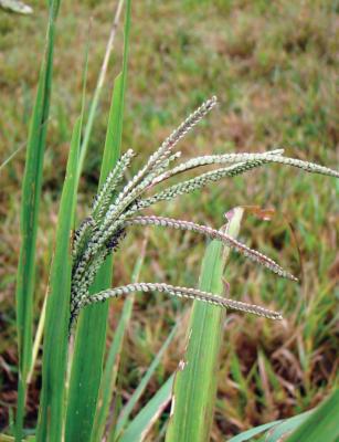 Image of Método de reforma de pastagens com alta infestação de capim-navalha (Paspalum virgatum)