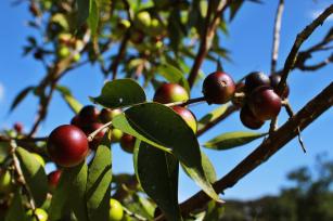 Imagem de Pré-melhoramento, cultivo e processamento de camu-camu, araçá-boi e taperebá e sua incorporação no sistema de produção de frutas da Amazônia Setentrional