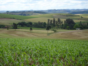 Imagem de Desenvolvimento de indicadores e tecnologias que visam à agricultura de baixo carbono para produtores de tabaco no Brasil