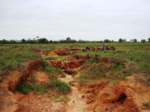 Image of Revegetação de voçorocas com leguminosas arbóreas inoculadas e micorrizadas