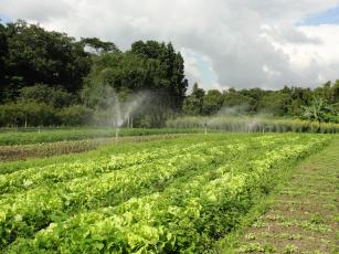 Imagem de Rede de geração e socialização de conhecimentos e tecnologias em agroecologia e produção orgânica