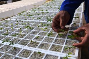 Imagem de Recuperação de áreas degradadas usando leguminosas florestais fixadoras de Nitrogênio associadas a fungos micorrízicos