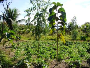 Imagem de Desenvolvimento de sistemas florestais e agroflorestais como alternativa econômica e de restauração ambiental da região Sul-Fluminense