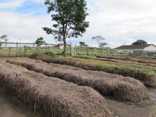 Image of Compostagem de resíduos orgânicos para uso na agricultura