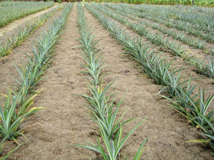 Imagem de Desempenho e manejo fitotécnico de variedades de abacaxi em sistema orgânico de produção.