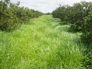 Imagem de Manejo de coberturas vegetais e seus efeitos nos atributos do solo e fitossanidade das plantas cítricas (Cobercitros)