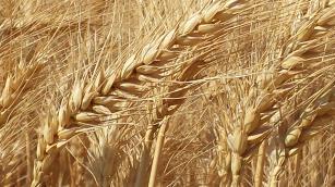 Image of Wheat BRS 394