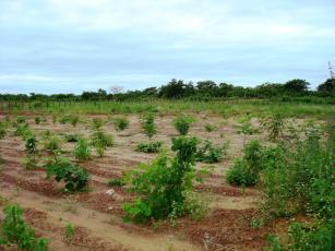 Imagem de Restauração ecológica em áreas de mineração e processamento de bauxita