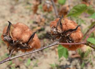 Image of Colored Cotton - BRS Rubi