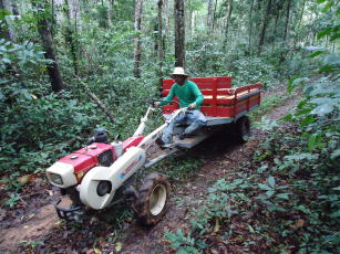 Image of Sistema de manejo florestal de baixo impacto em pequenas propriedades