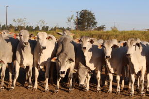 Imagem de Bases moleculares da qualidade da carne e eficiência alimentar na raça Nelore