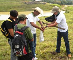 Image of Recomendação de calagem e adubação para pastagens no Acre