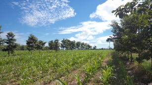 Image of Method to implement crop-livestock-forest systems with corn, forage and tree species