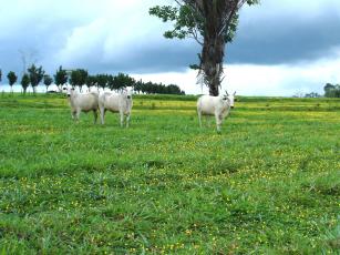 Image of Uso do amendoim forrageiro (Arachis pintoi cv. Belomonte) em pastagens consorciadas com gramíneas no Acre