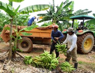 Image of Sistema de Produção de Banana para o Estado do Acre