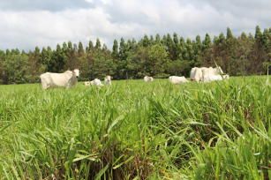 Imagem de Estratégias microbiológicas e moleculares para a seleção de interações benéficas entre bactérias diazotróficas e genótipos de Paspalum e Brachiaria e suas aplicações nos programas de melhoramento das pastagens