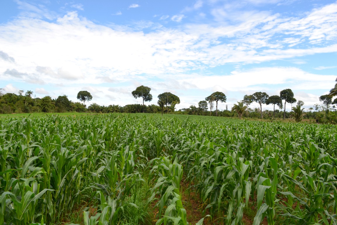 Área com integração lavoura pecuária em Autazes-AM