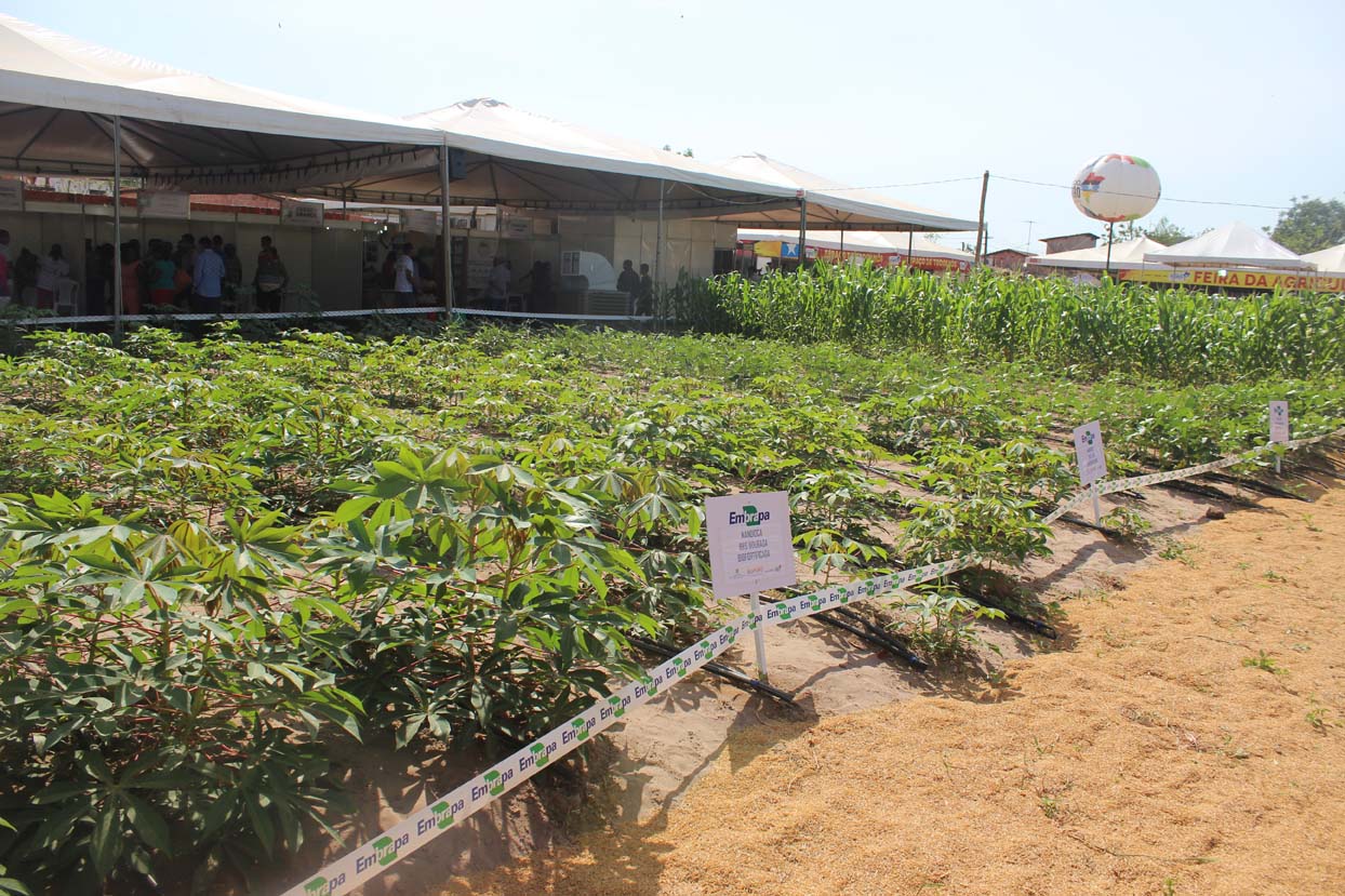 Mandioca biofortificada