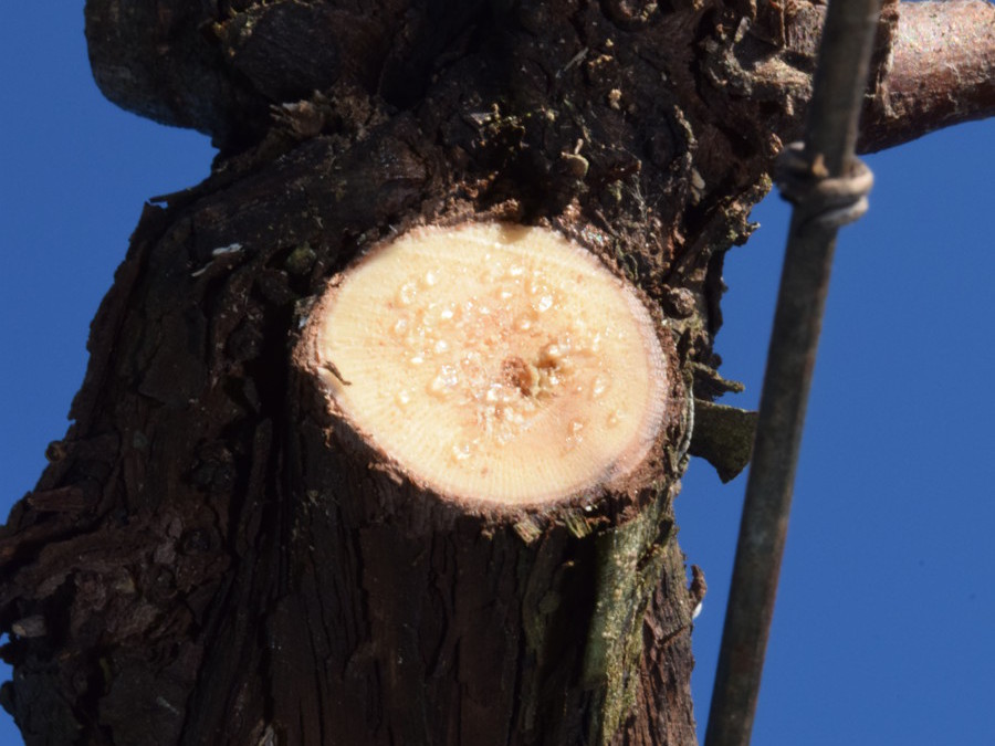 Detalhe de corte com os tecidos expostos